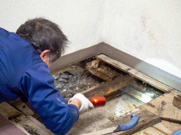 Professional Mold Removal in Hillsboro, MO