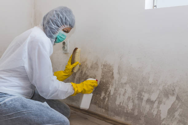 Best Best Mold Removal Companies  in Hillsboro, MO