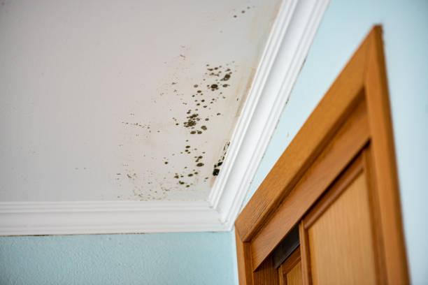 Best Mold Damage Repair  in Hillsboro, MO