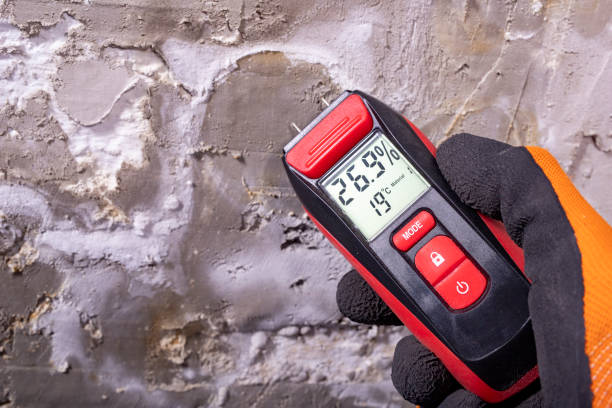 Best Certified Mold Removal  in Hillsboro, MO