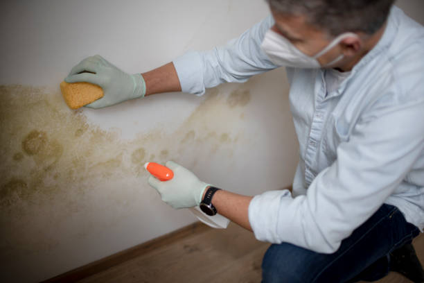 Best Fast Mold Removal  in Hillsboro, MO