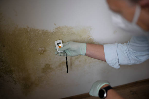 Best Mold Damage Repair  in Hillsboro, MO