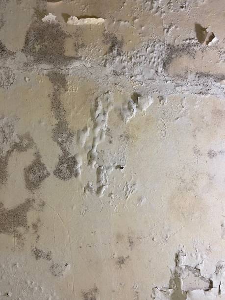 Mold Testing and Removal in Hillsboro, MO