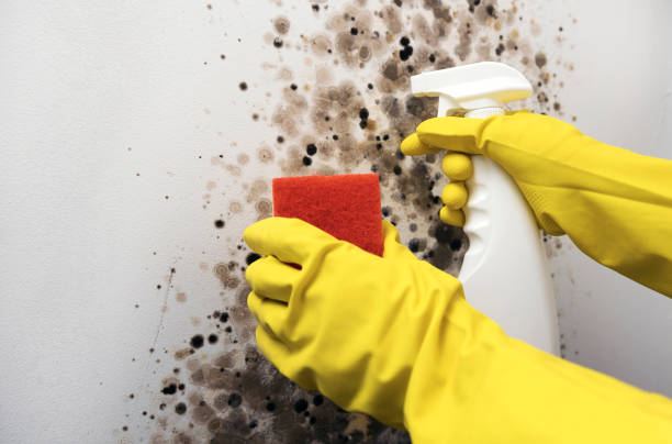 Mold Removal and Inspection in Hillsboro, MO