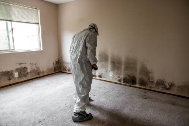 Best Mold Removal and Inspection  in Hillsboro, MO