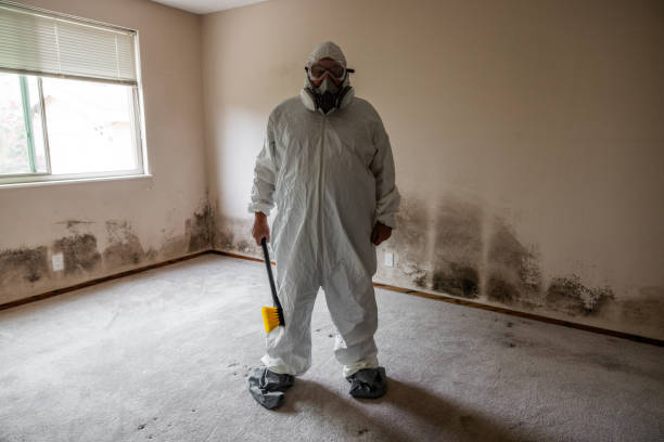 Best Residential Mold Removal  in Hillsboro, MO