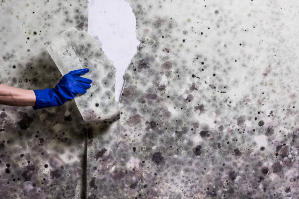 Certified Mold Removal in Hillsboro, MO